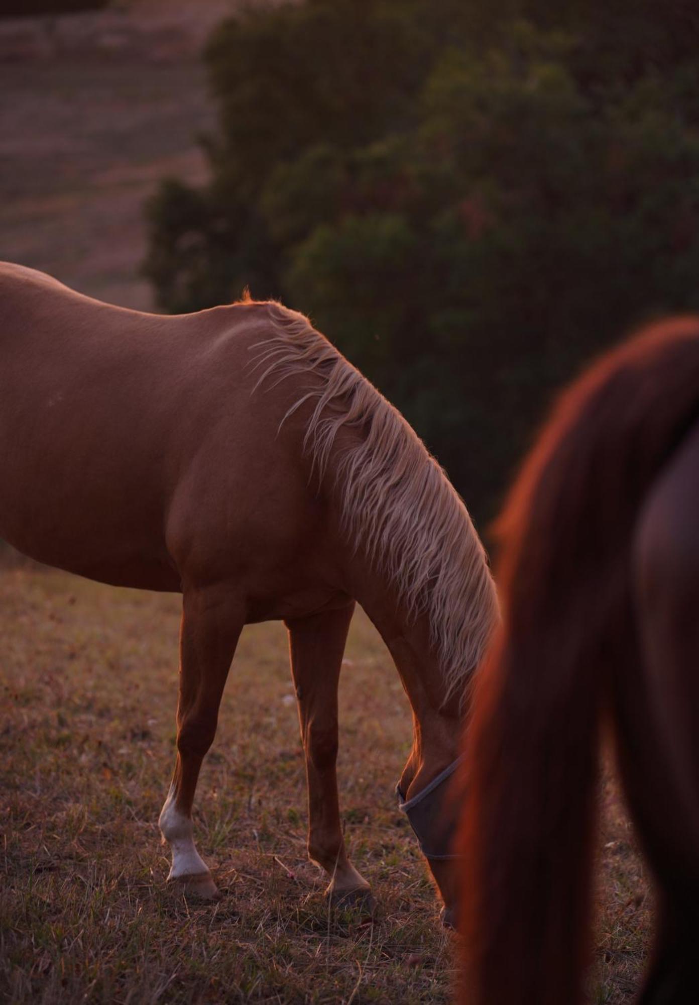 Logement Entier De Charme, Gite Equestre Gers Flamarens Extérieur photo