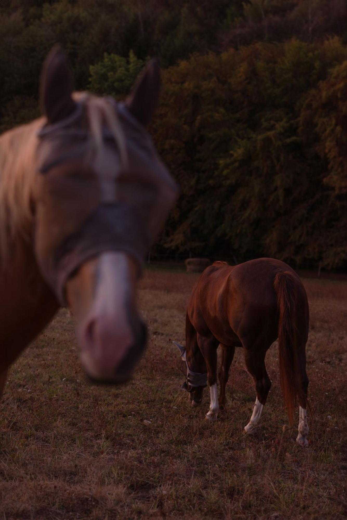 Logement Entier De Charme, Gite Equestre Gers Flamarens Extérieur photo