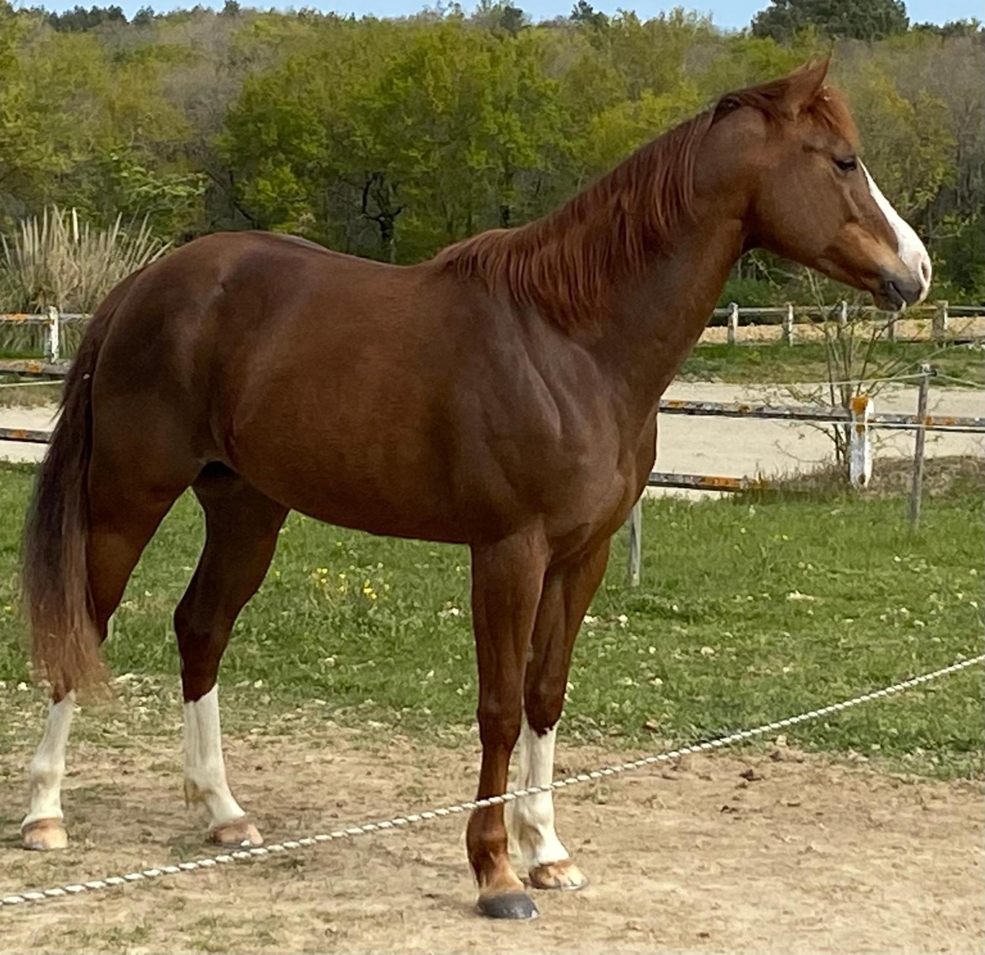Logement Entier De Charme, Gite Equestre Gers Flamarens Extérieur photo