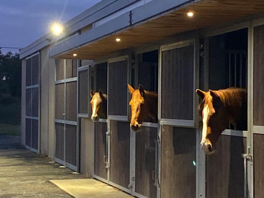 Logement Entier De Charme, Gite Equestre Gers Flamarens Extérieur photo